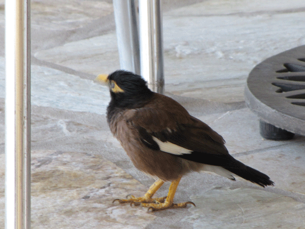 bird closeup