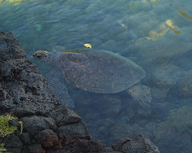 turtle